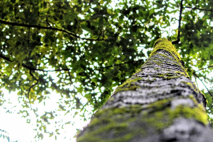 Green trunk