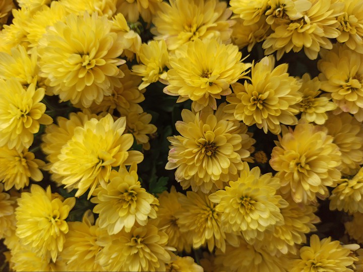 flowers