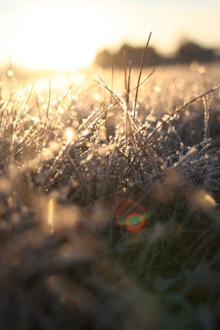 Sunshine