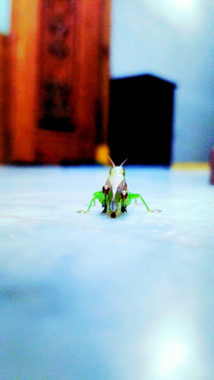 Grasshopper