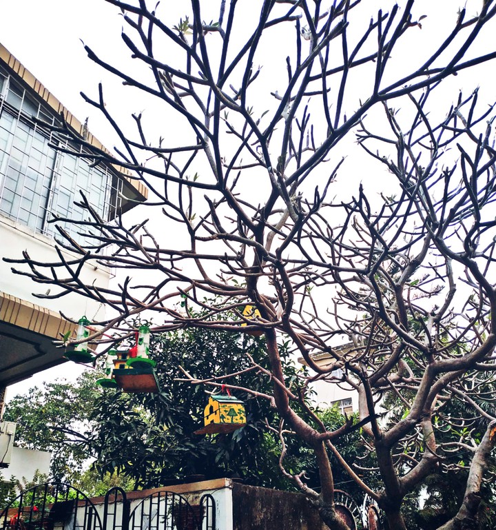 little bird house tree ♥️