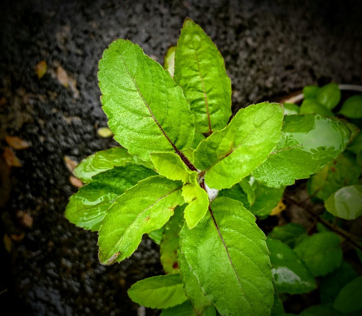 Tulsi,Holy Basil
