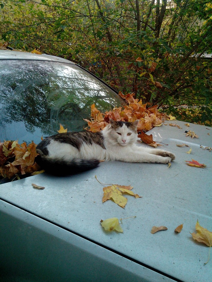 Cat