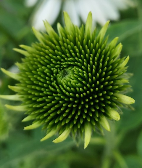 רקעים Pollen, teasel