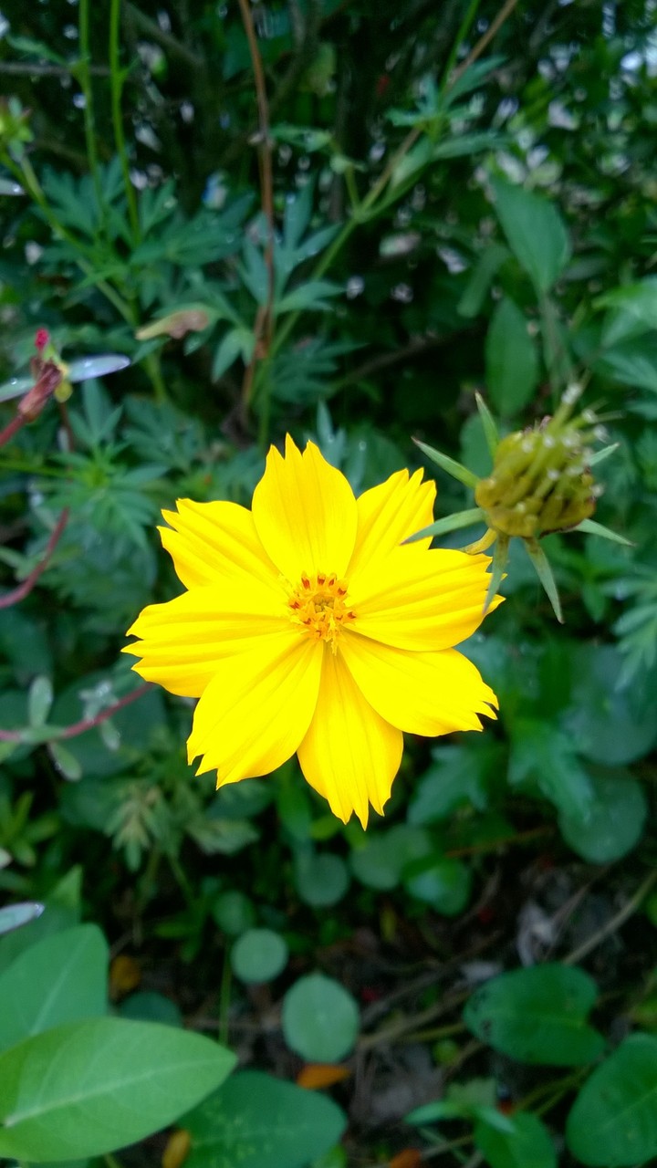 Hoa nhái