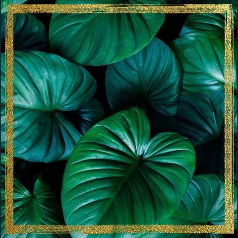 papéis de parede Beauty, plant