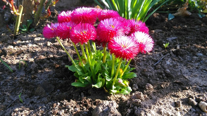 flower