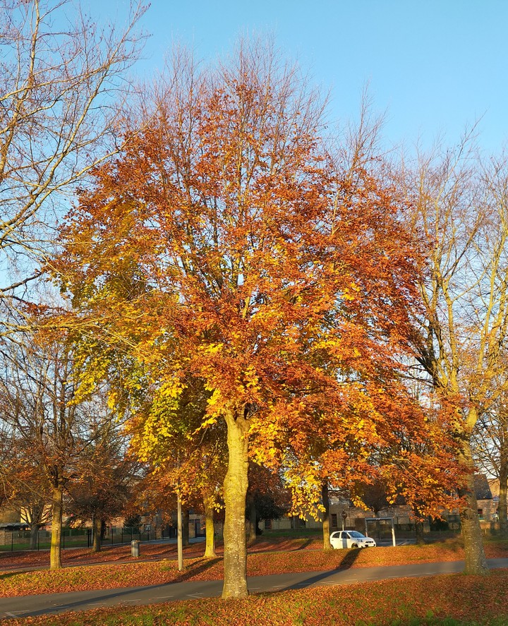 couleurs d'automne