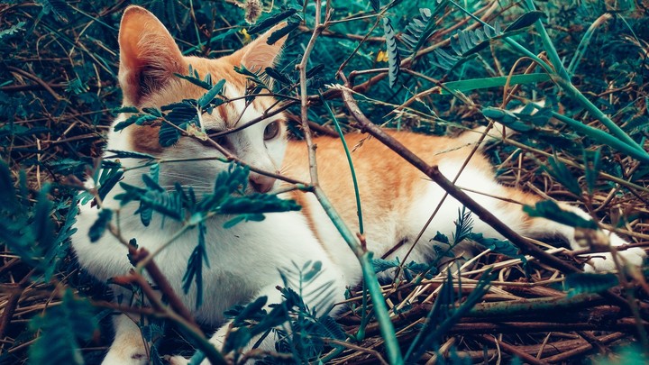 cat