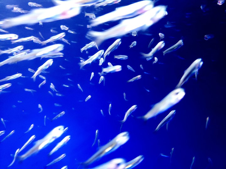 稚魚の群れ