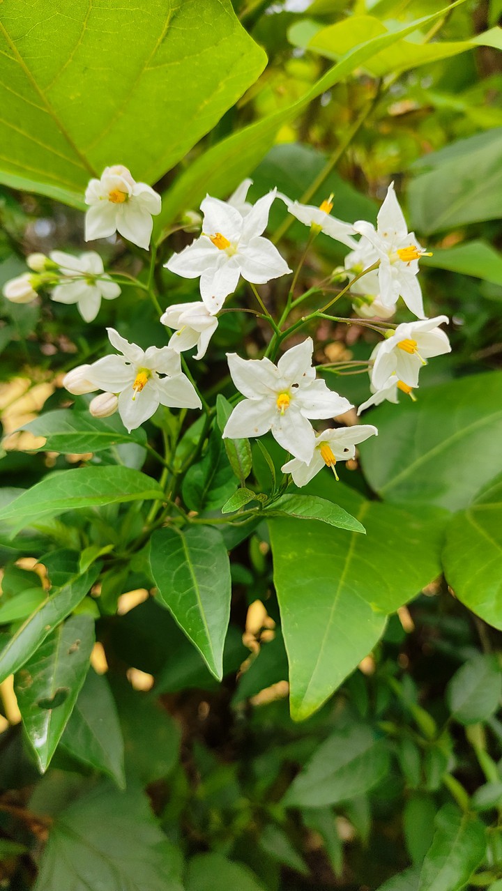 flowers
