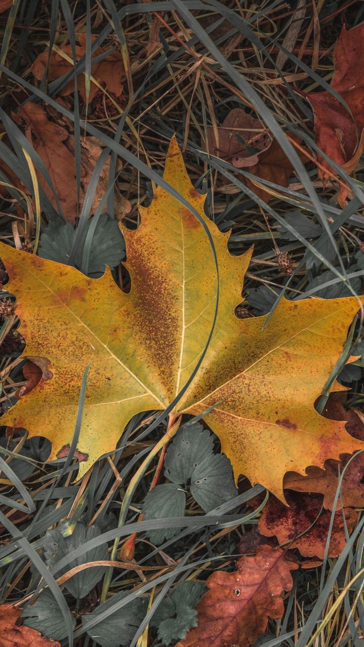 Autumn