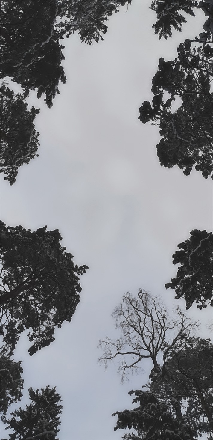 Winter Sky