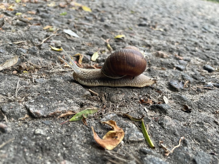 Snail?