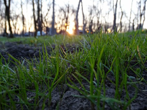Grass