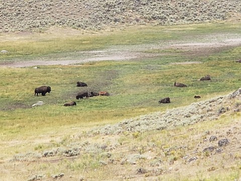 fonds d'écran grassland, grazing