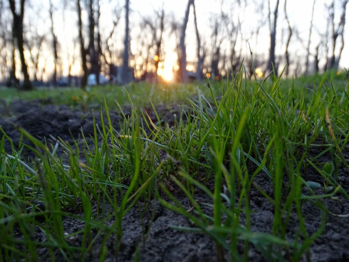 Grass