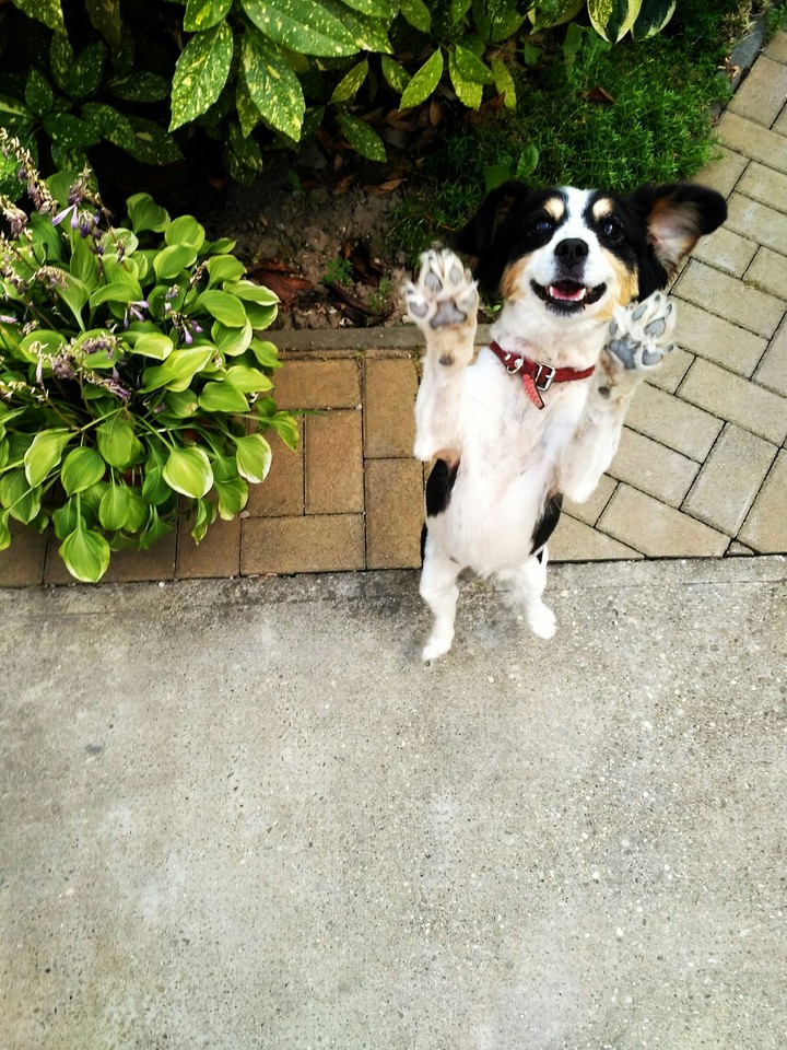 Cats and Dogs