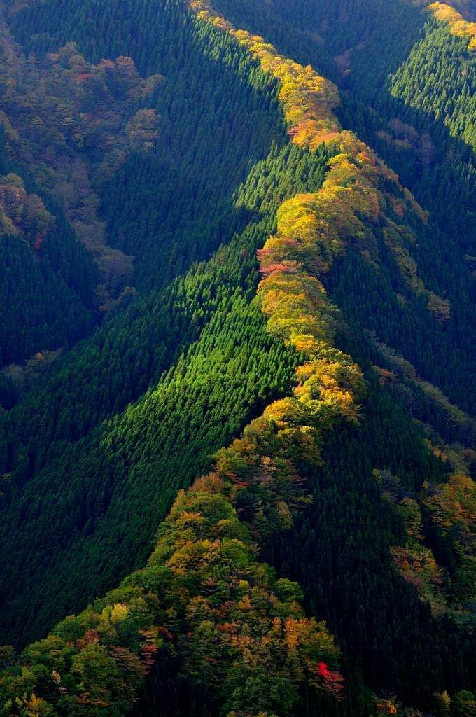 Maple ridge in Japan