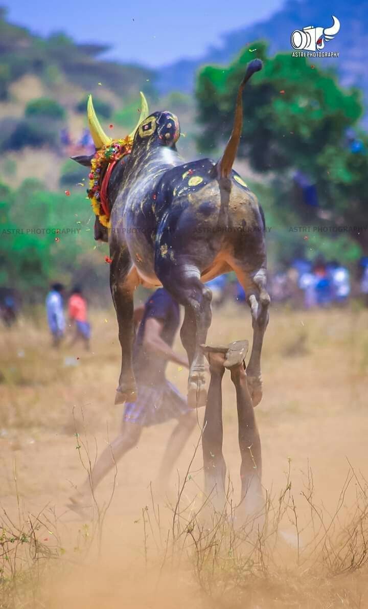 Manjuvirattu