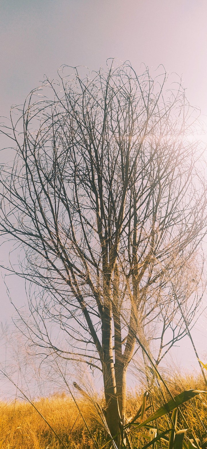 Tree of lonely