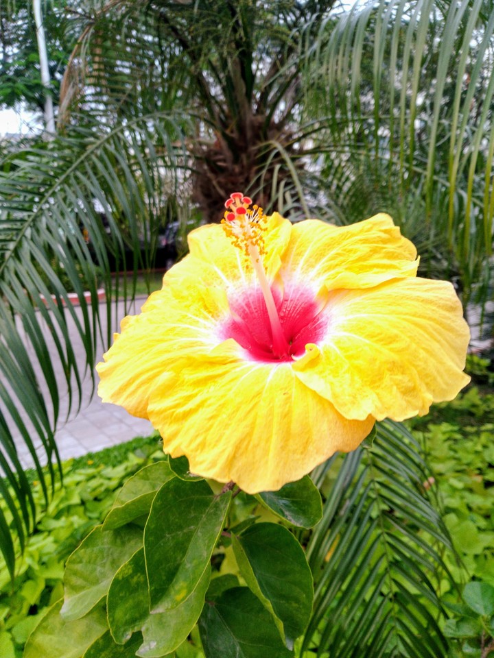 Hibiscus Red and yellow
