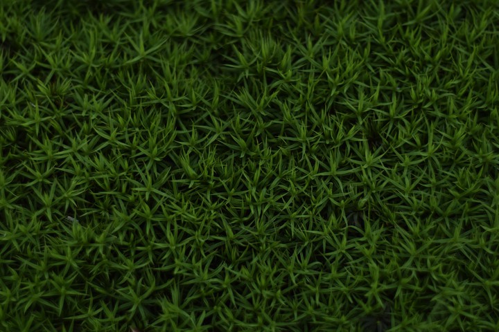 Forest rug