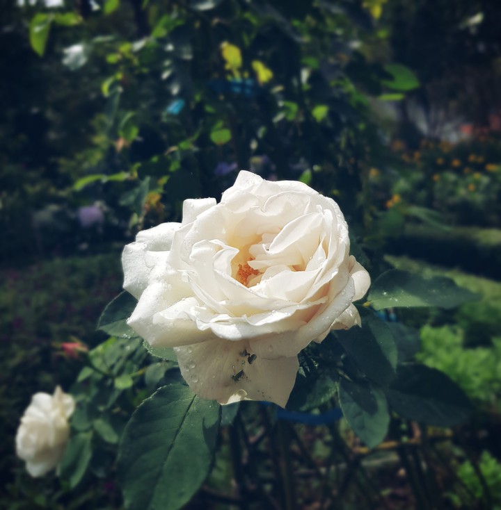 roses