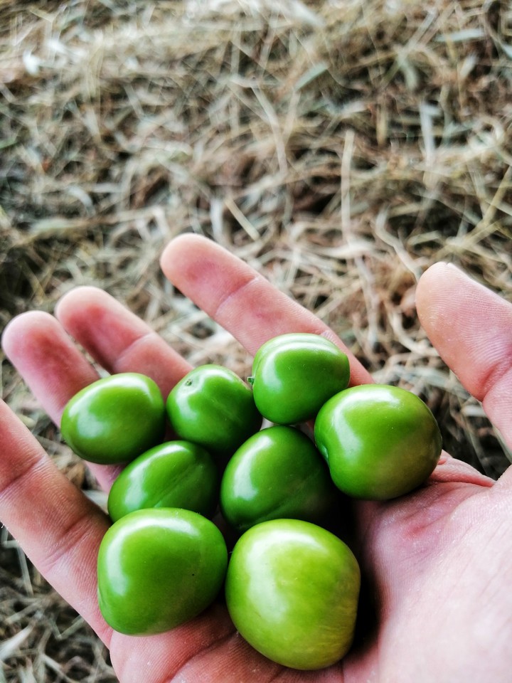 Cherry Plum