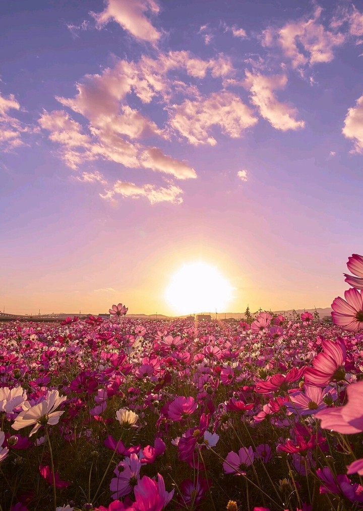 Sonne und Schöne Blumen