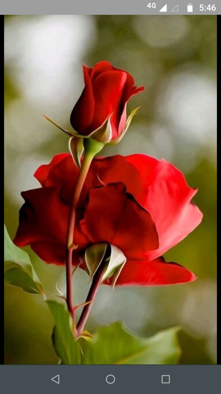 lovely flowers