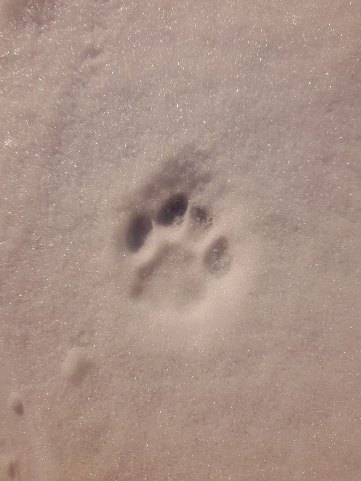 Little paw in snow