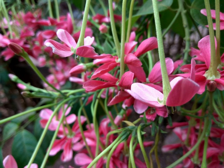 morning pink...