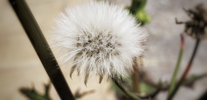 flor