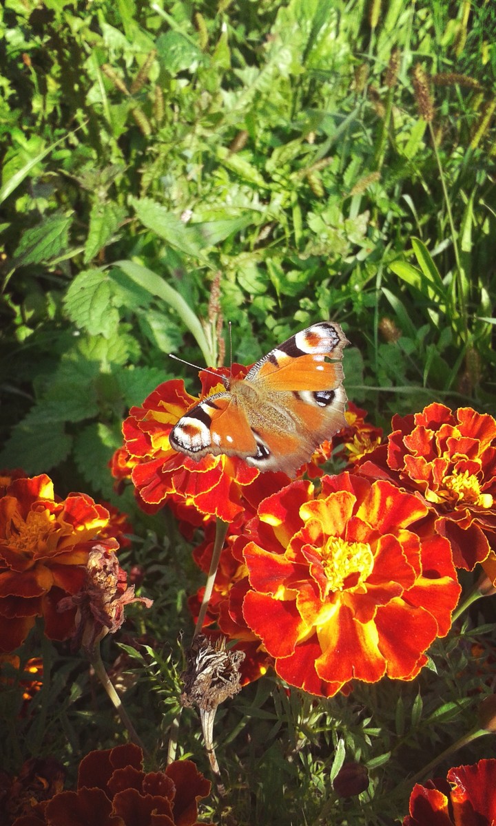 butterfly on flower