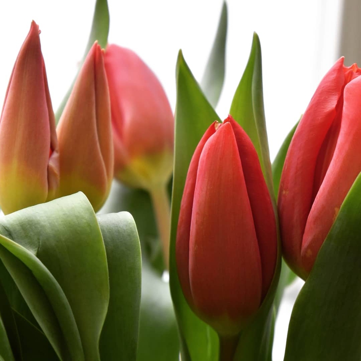 Beautiful tulips