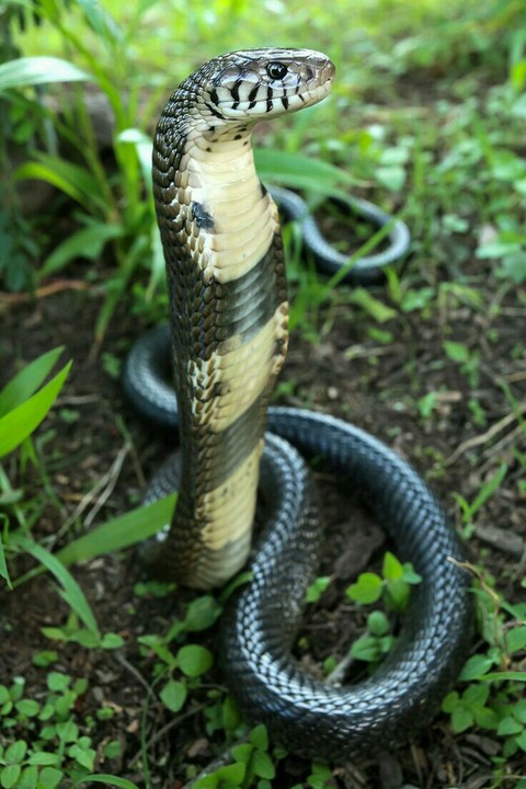 snakes