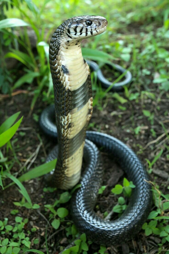 snakes