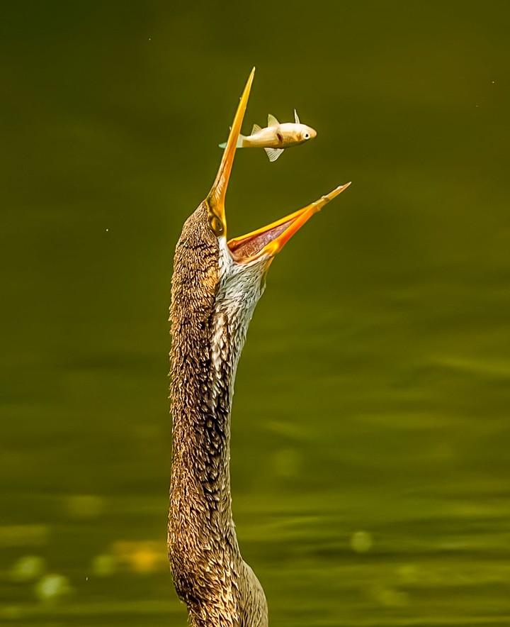 Fish, Bird, hunting