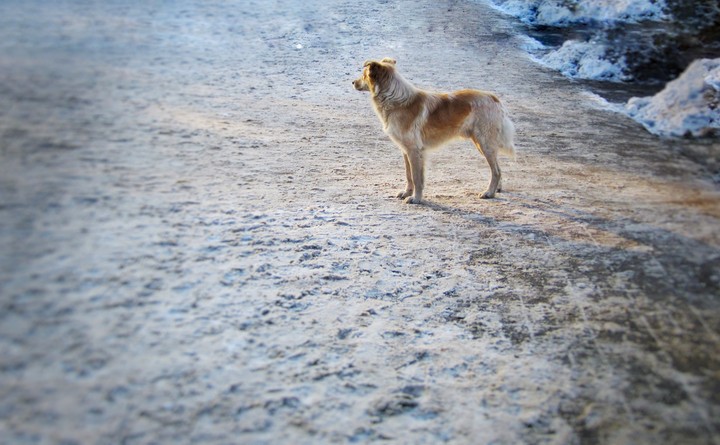 Dog in the sunset