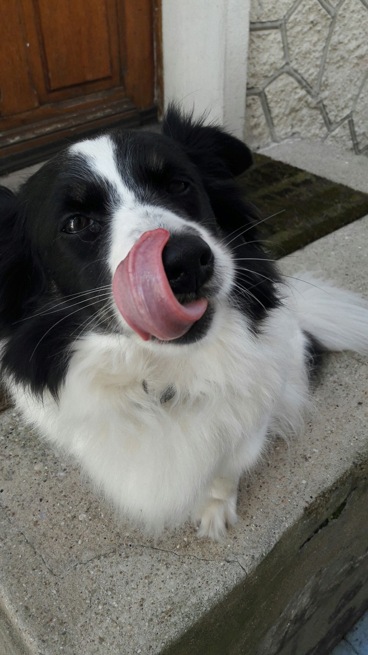 MA CHIENNE