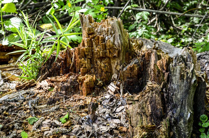 A ramshackle tree stump