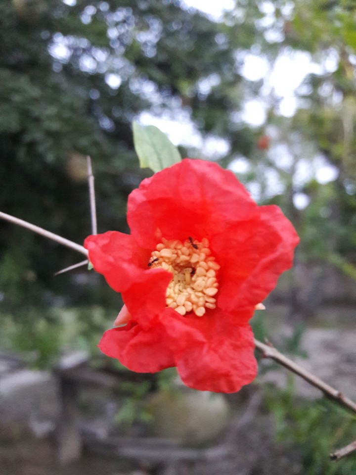 Life in flower