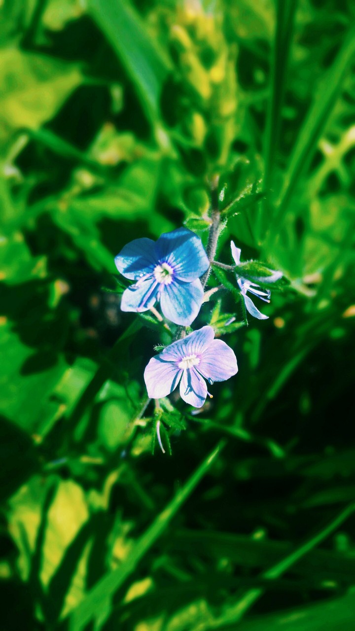 flowers