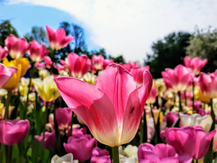 Tulips