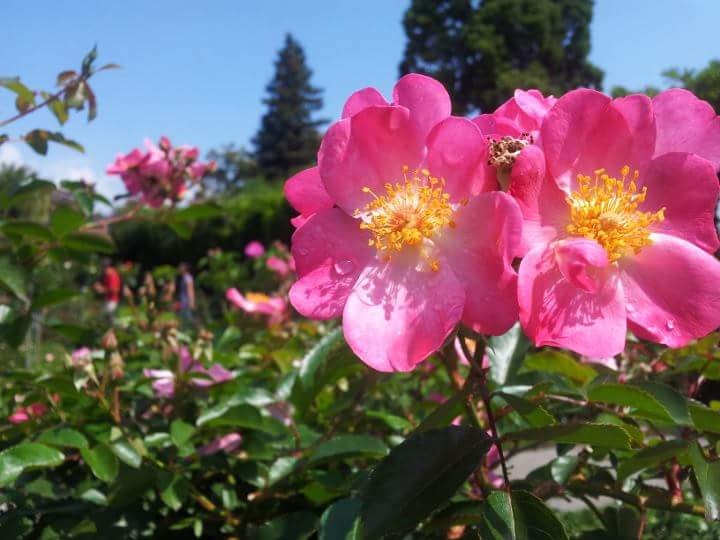 zwisterflowers