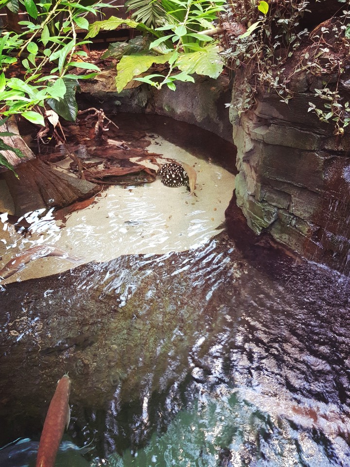 #water#fish#leaves#greenery