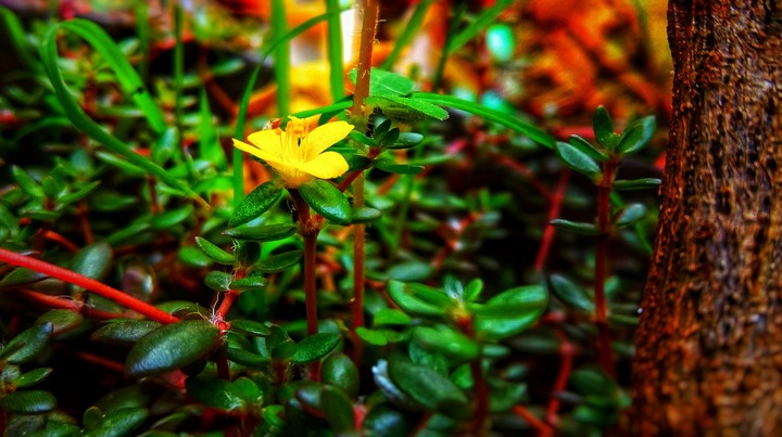Flower