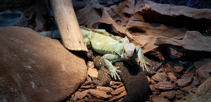Iguanas