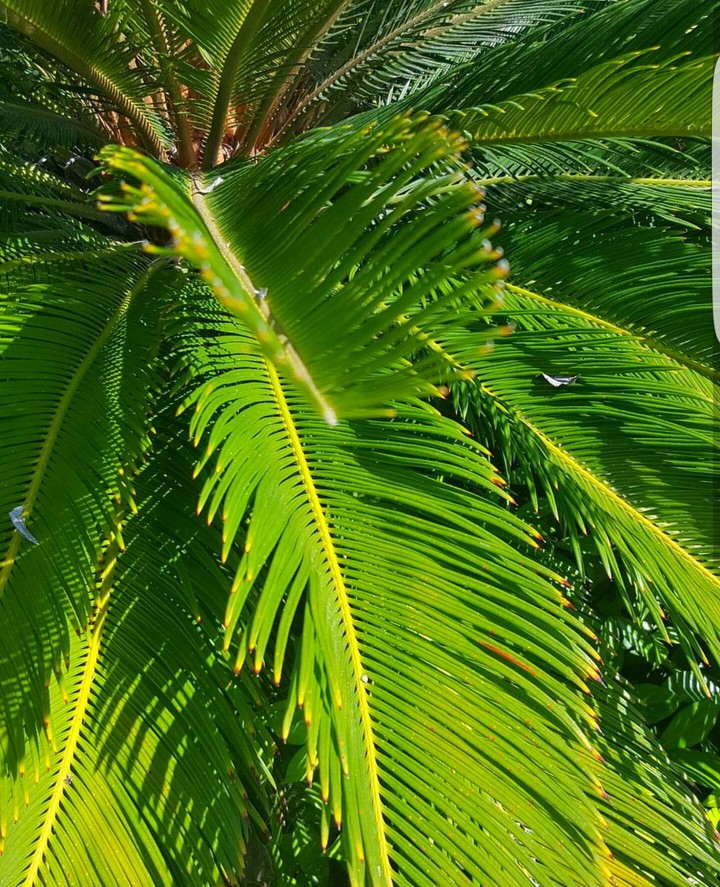 Palm Leaves
